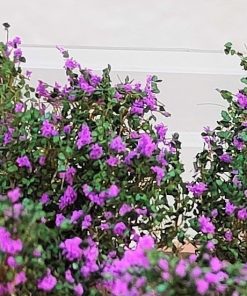 8/12 cespugli deluxe 2/4 cm mix verde con fiori viola 252-5015